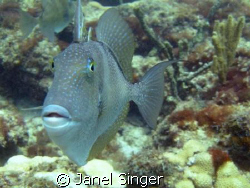 Curious Gray Triggerfish at Lauderdale-by-the-Sea. 
He f... by Janel Singer 